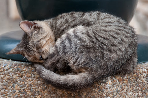 MDP_SONY_DSC_4959