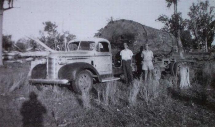 [enormes árboles talados cosasdivertidas (2)[3].jpg]