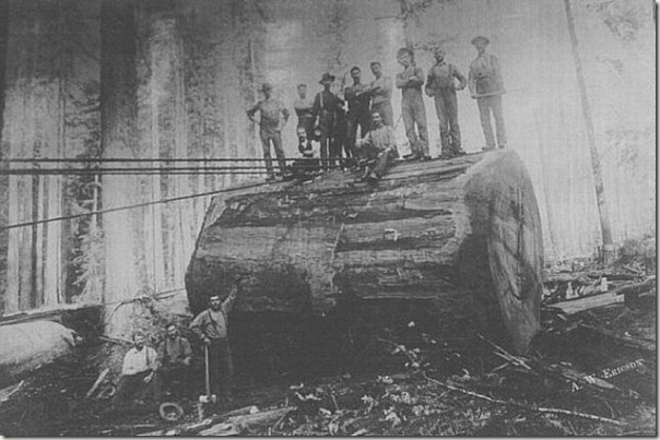 enormes &aacute;rboles talados cosasdivertidas (13)