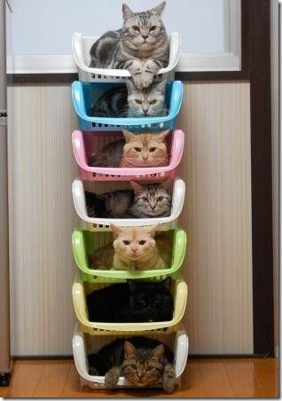gatos en linea cosasdivertidas