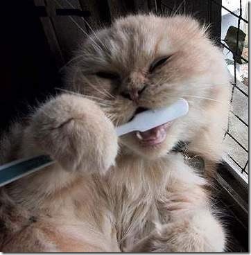 gatos xd