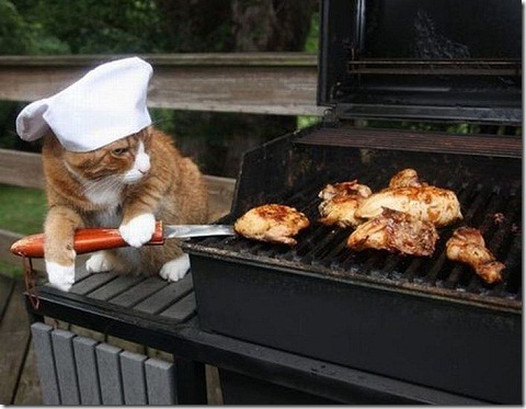 gato_cocinero