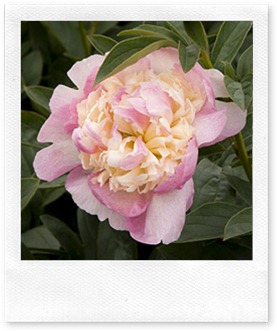 raspberry-sundae-peony-0410-l