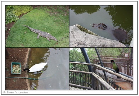 Crocodile Hippo and Black-Necked Swan at Emerald Resort Animal World