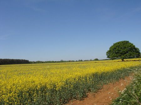 Campo em Oxfordshire