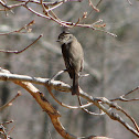 Eastern Phoebe