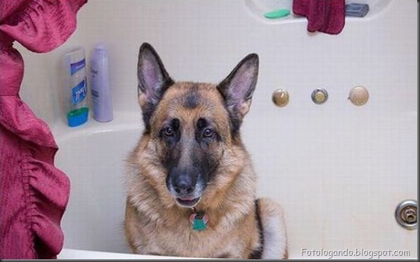 Cães no banho (7)