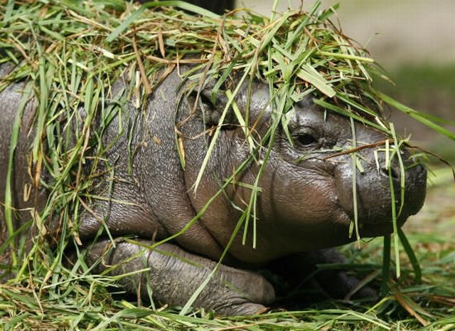 [Hipopotamo pigmeu recem nascido (12)[16].jpg]