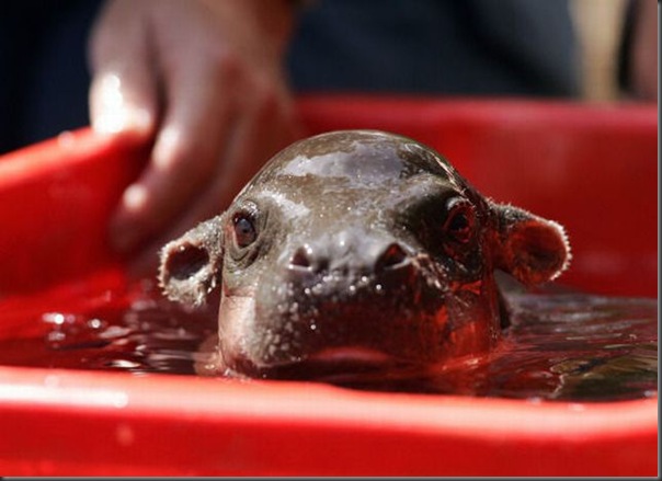 Hipopotamo pigmeu recem nascido (6)