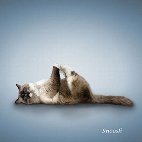 [A yoga dos gatos (11)[6].jpg]