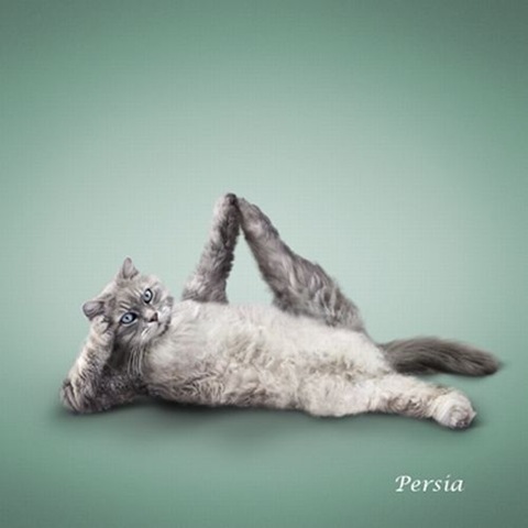 [A yoga dos gatos (7)[6].jpg]