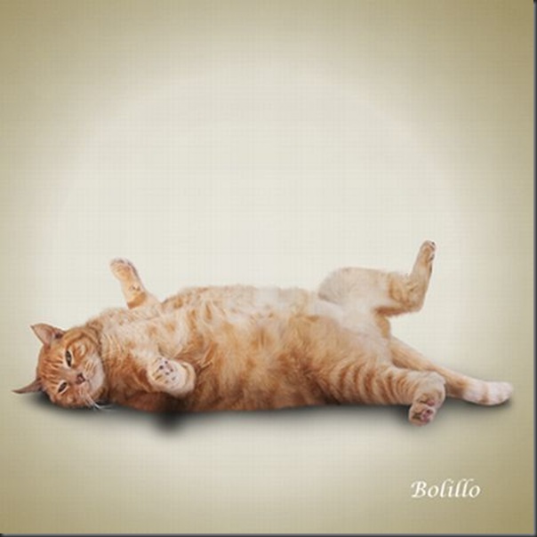 A yoga dos gatos (1)