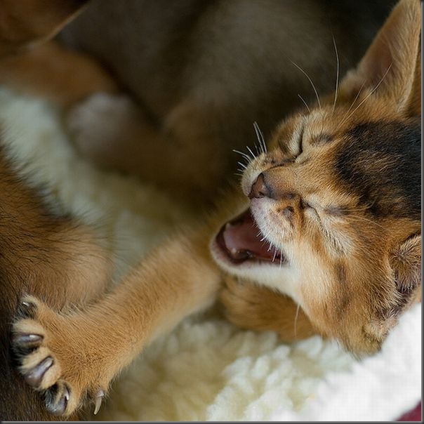 Fotos de gatinhos fofos bocejando