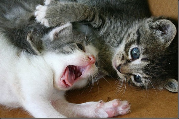 Fotos de gatinhos fofos bocejando (18)