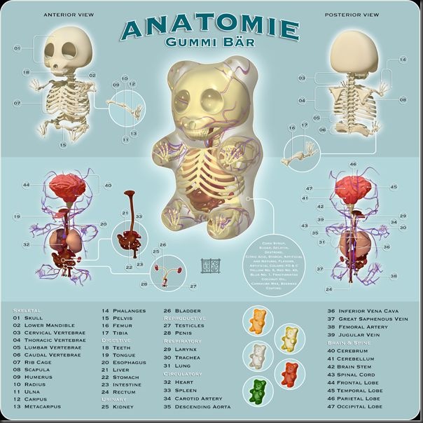 Anatomias engraçadas (6)