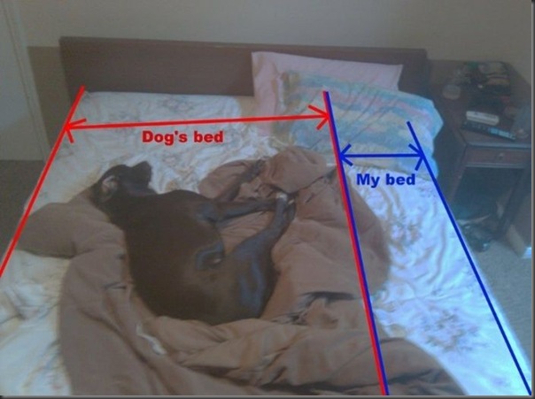 E quando seu cachorro ocupa todo o espaço da sua cama ?