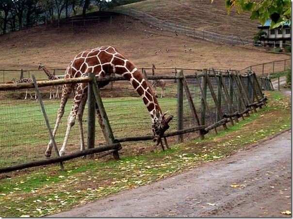 A grama do outro lado da cerca é melhor