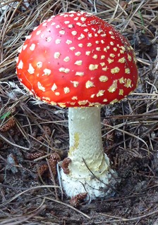 amanita1