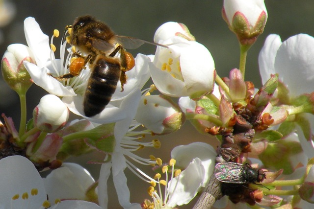 [abeja[3].jpg]