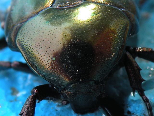 [escarabajo2[3].jpg]