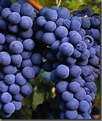 uvas biblicas
