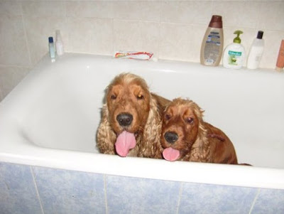 Dogs washing