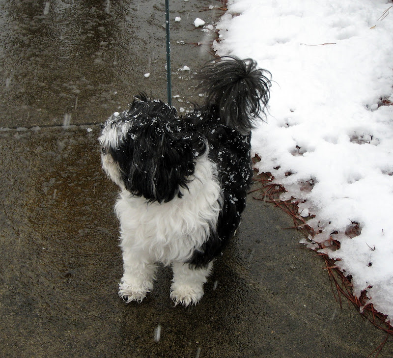 Our Snow-Covered Dog