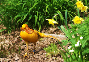 Yellow%20Golden%2003.jpg Yellow%20Golden%2003.jpg