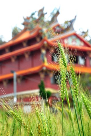 DSC_2394 DSC_2394