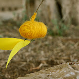 DSC_4047.JPG