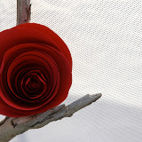 DSC_0415.JPG