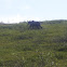 Moose