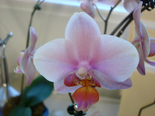 doritaenopsis romance