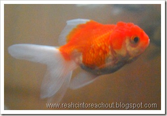 gold+fishes2 gold+fishes2