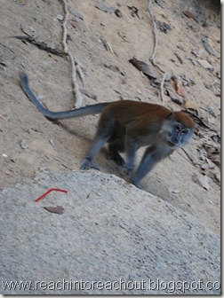 Monkey :D