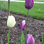 Tulips Purple Rain Wedding