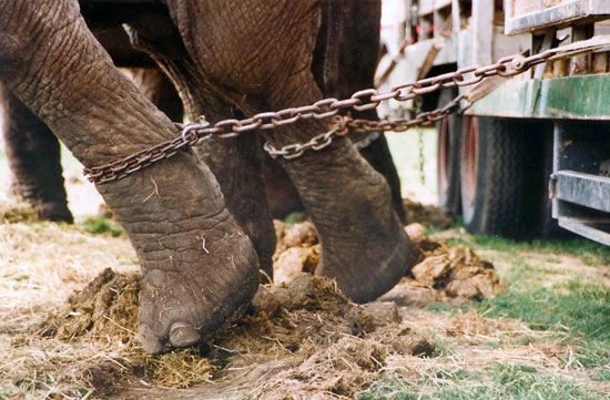 [elephant1chain23.jpg]