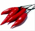 pimenta02 pimenta02