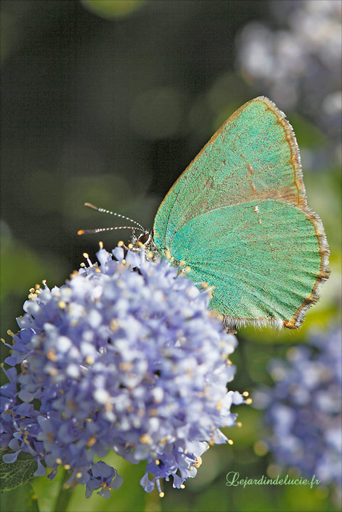 argus vert sur fleur bleue du céanothe