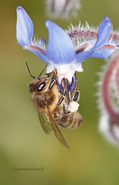 Abeille mellifère avec sa récolte de pollen