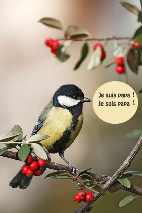 mésange charbonnière