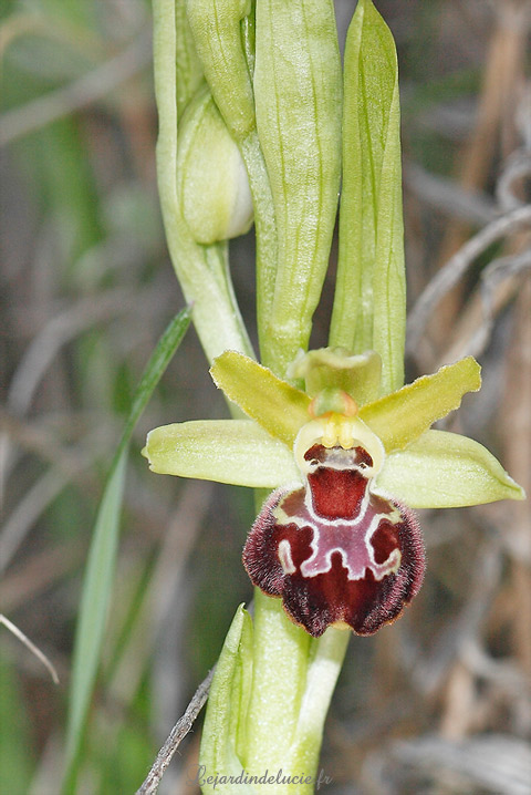 Ophrys provincialis