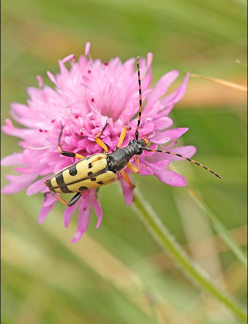Leptura maculata et Pachytodes cerambycidae deux Leptures qui se