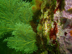 Clown nudibranchs are small invertebrates, you need a keen pair of eyes to spot them.