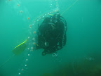 It's hard to see your buddy through all the salps. It's hard to see your buddy through all the salps.