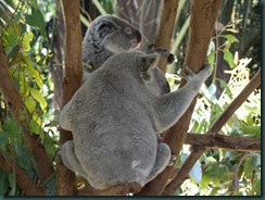Koalor - inga gulliga nallebjörnar