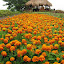 flower 5.jpg