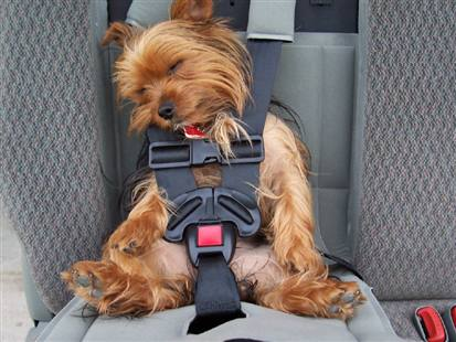 [Doggie seatbelt.png]