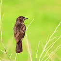 pied bushchat