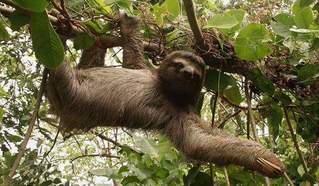 [two-toed-sloth[5].jpg]